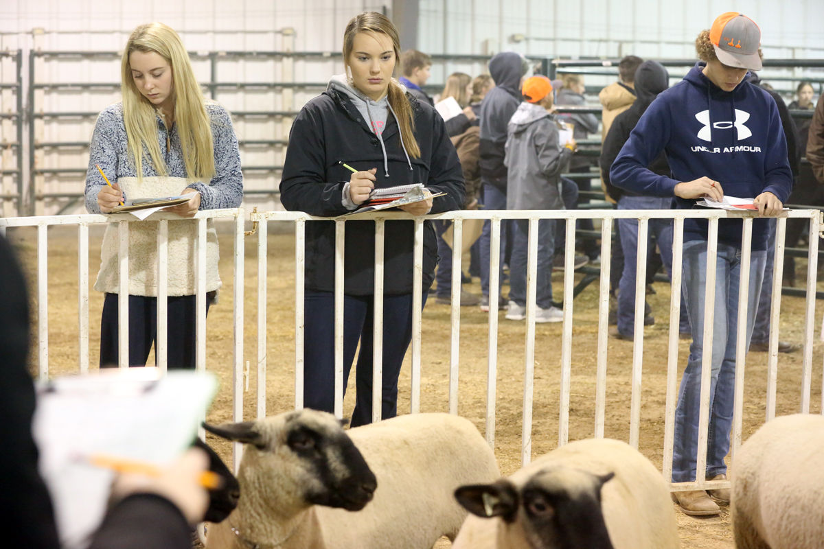 FFA Livestock Judging (6).JPG